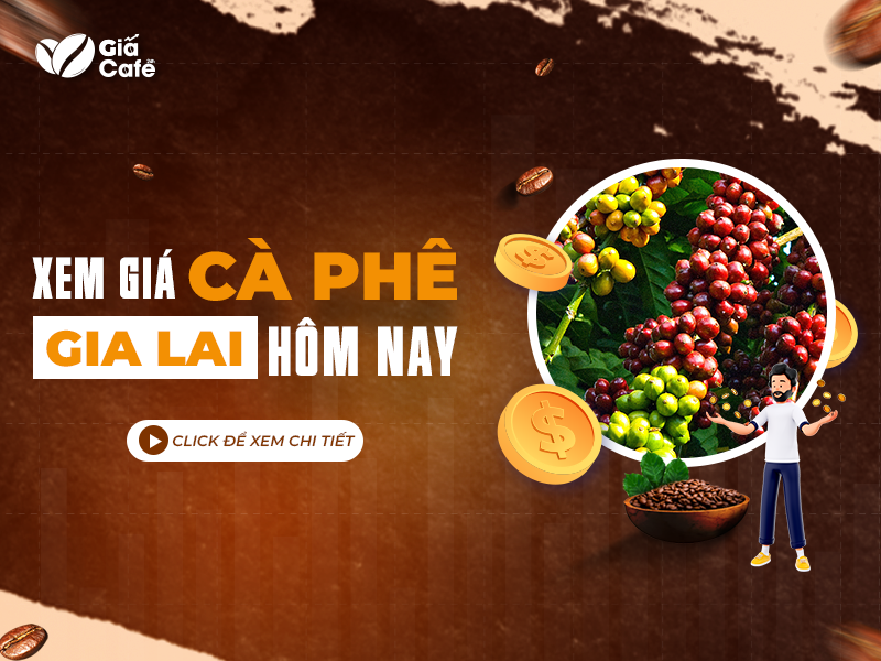 gi&aacute; c&agrave; ph&ecirc; h&ocirc;m nay gia lai