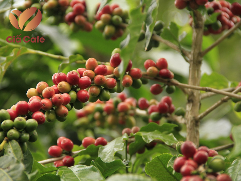 Kinh nghiệm đầu tư c&agrave; ph&ecirc; ph&aacute;i sinh