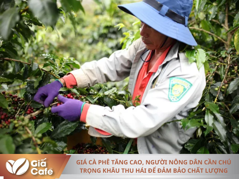 N&ocirc;ng d&acirc;n x&atilde; Trạm H&agrave;nh, TP Đ&agrave; Lạt thực hiện h&aacute;i tỉa c&agrave; ph&ecirc; ch&iacute;n để đạt chất lượng cao nhất