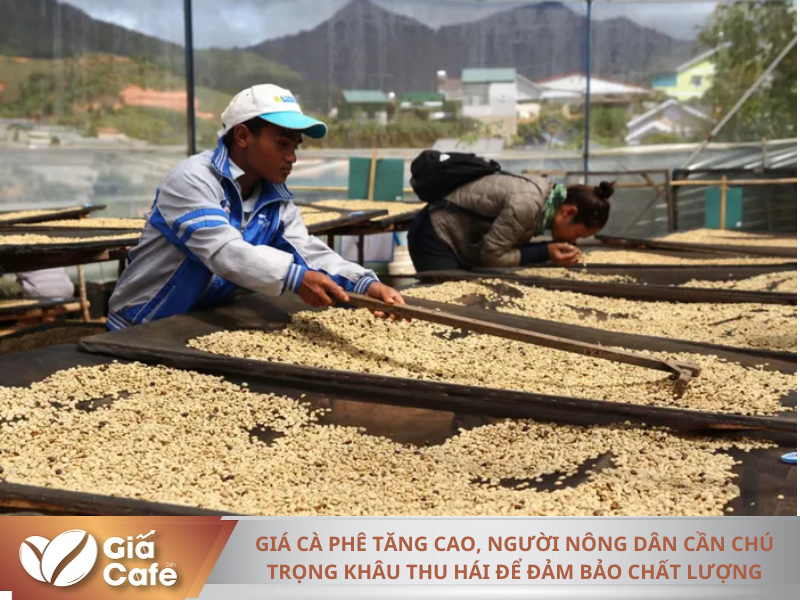 C&agrave; ph&ecirc; thu h&aacute;i đ&uacute;ng độ ch&iacute;n sẽ cho ra sản phẩm chất lượng, c&oacute; hương vị thơm ngon