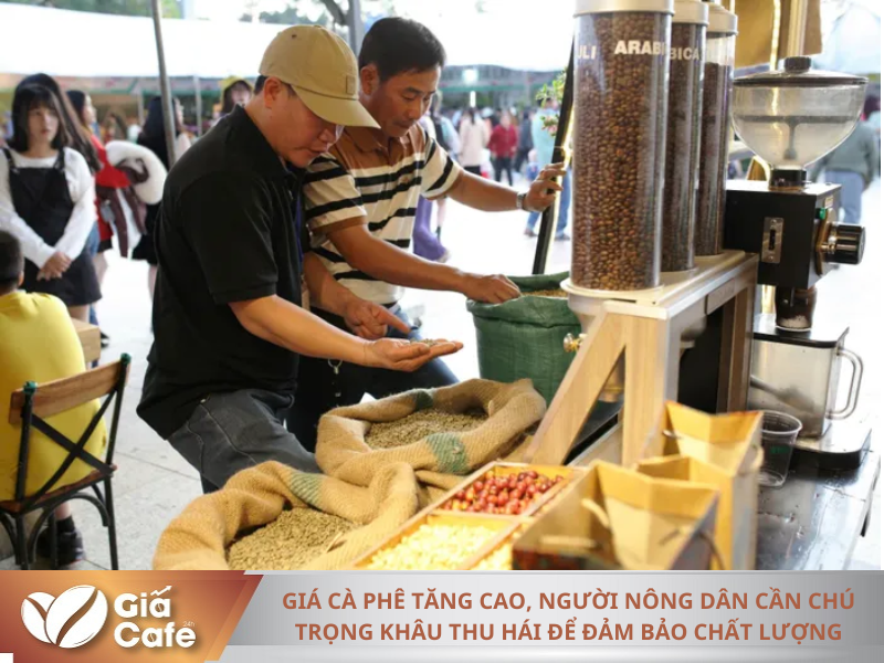 C&agrave; ph&ecirc; h&aacute;i ch&iacute;n được c&aacute;c nh&agrave; rang xay ưa chuộng, k&egrave;m theo ch&iacute;nh s&aacute;ch thưởng khi thu mua