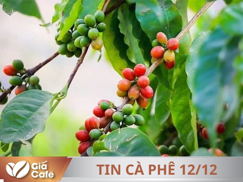 Thị trường c&agrave; ph&ecirc; trước giờ mở cửa 12/12/2024