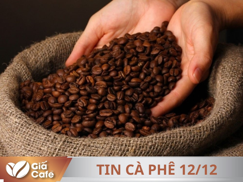 Tin c&agrave; ph&ecirc; 12/12/2024