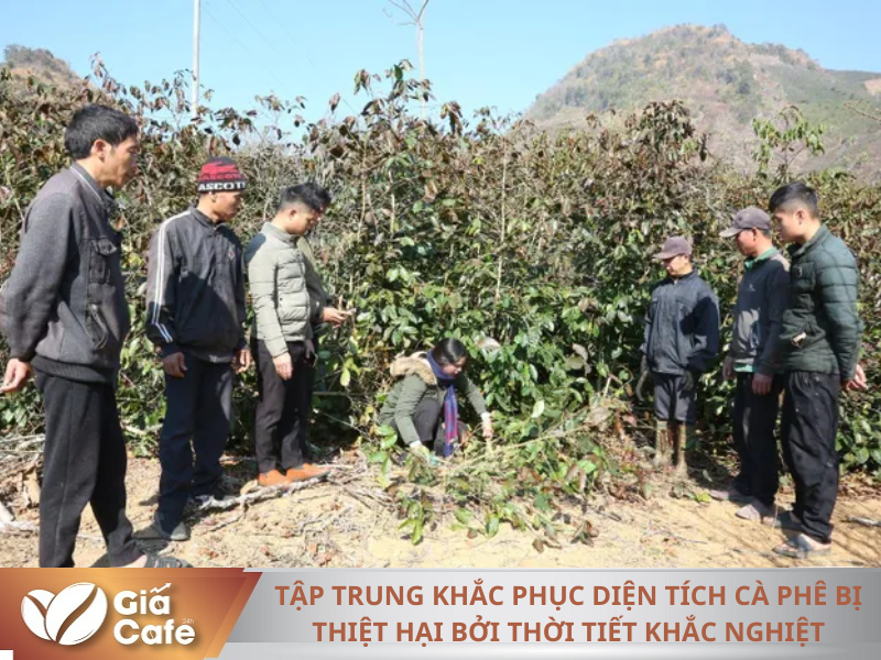 C&aacute;n bộ kỹ thuật Trung t&acirc;m Dịch vụ n&ocirc;ng nghiệp Th&agrave;nh phố hướng dẫn nh&acirc;n d&acirc;n bản Tam Quỳnh, x&atilde; Chiềng Đen chăm s&oacute;c c&agrave; ph&ecirc; bị thiệt hại do sương muối