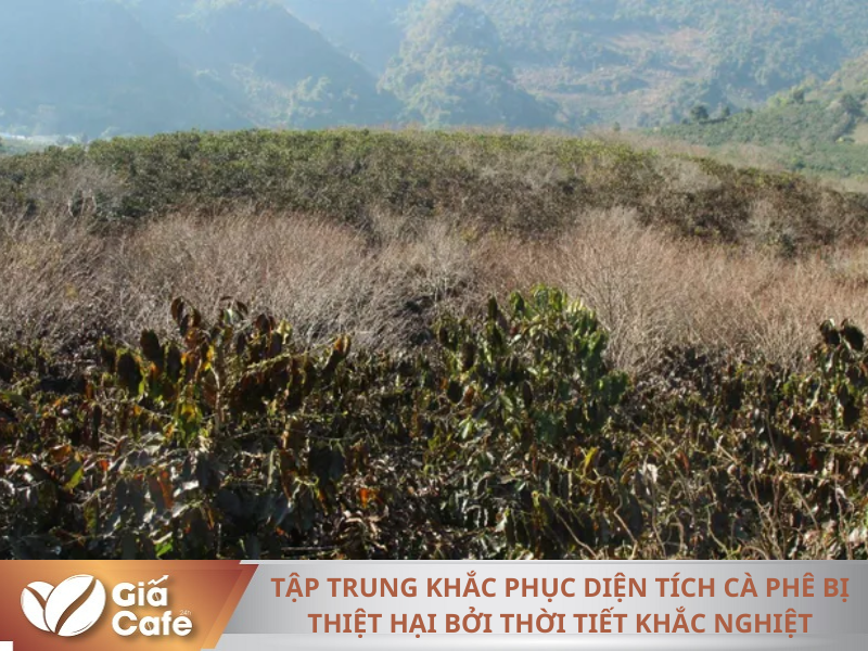 Diện t&iacute;ch c&agrave; ph&ecirc; của một số hộ d&acirc;n bản Mu&ocirc;ng Y&ecirc;n, x&atilde; Chiềng Cọ, Th&agrave;nh phố bị thiệt hại do sương muối, băng gi&aacute;