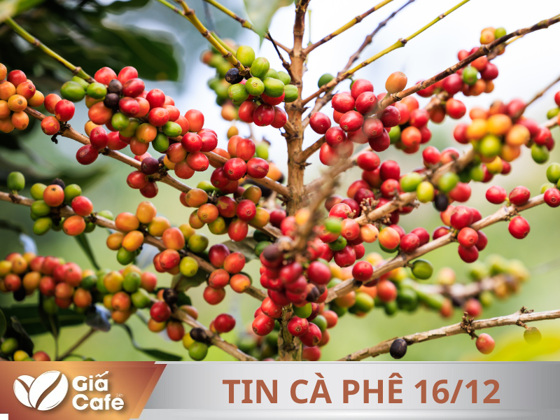 Tin c&agrave; ph&ecirc; 16/12/2024