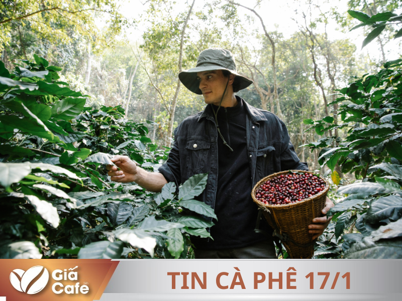 Tin c&agrave; ph&ecirc; 17/1