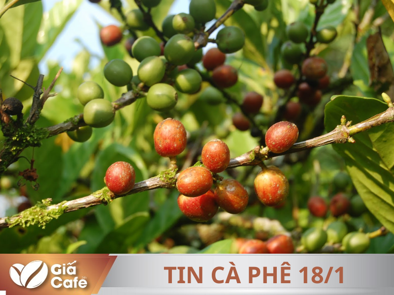Tin cà phê