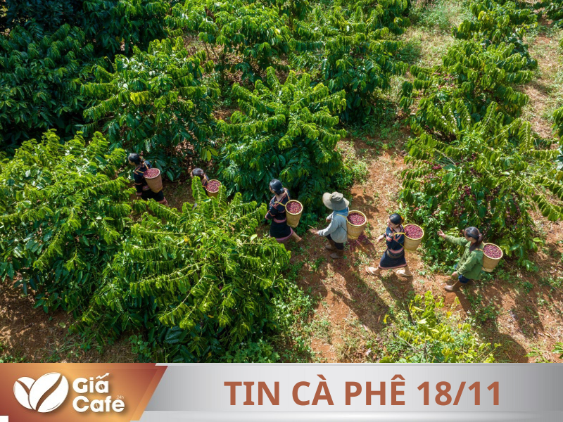 Tin c&agrave; ph&ecirc;