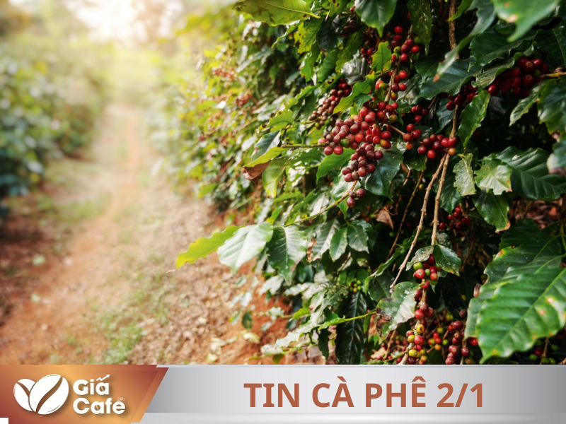 Tin cà phê 02/01/2025