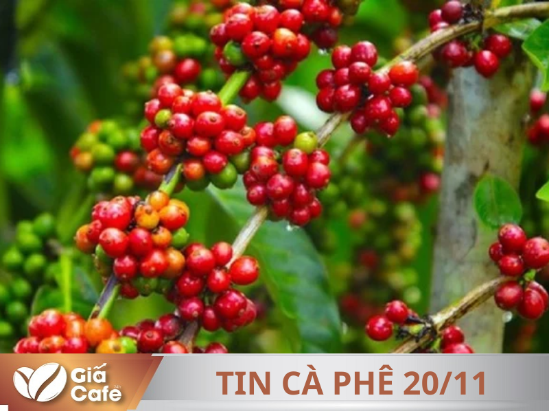 Thị trường c&agrave; ph&ecirc; trước giờ mở cửa 20/11/2024