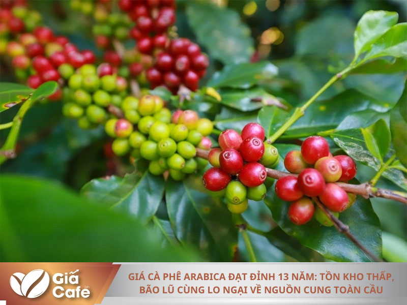 Gi&aacute; c&agrave; ph&ecirc; Arabica đạt đỉnh 13 năm: Tồn kho thấp, b&atilde;o lũ c&ugrave;ng lo ngại về nguồn cung to&agrave;n cầu