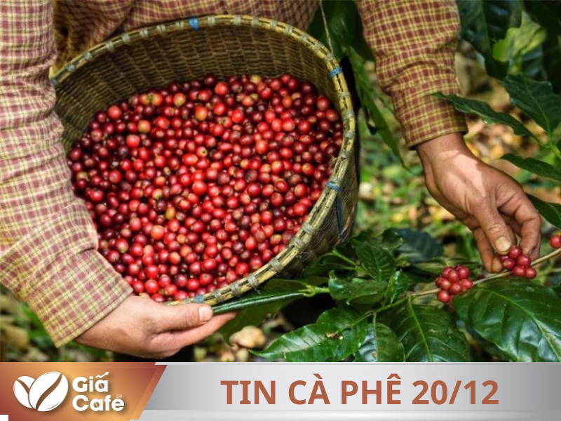 Tin c&agrave; ph&ecirc; 20/12/2024