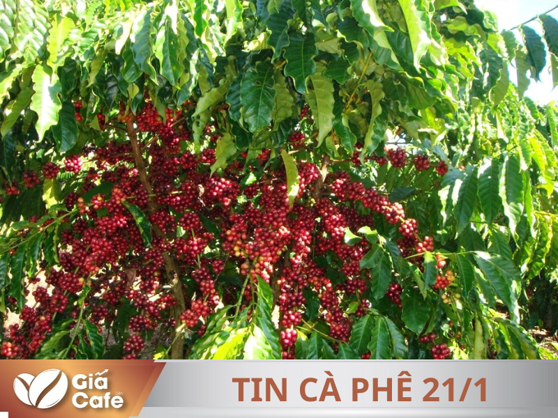Tin cà phê 21/1/2025
