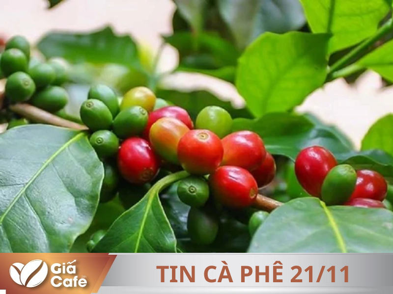 Tin c&agrave; ph&ecirc; 21/11/2024