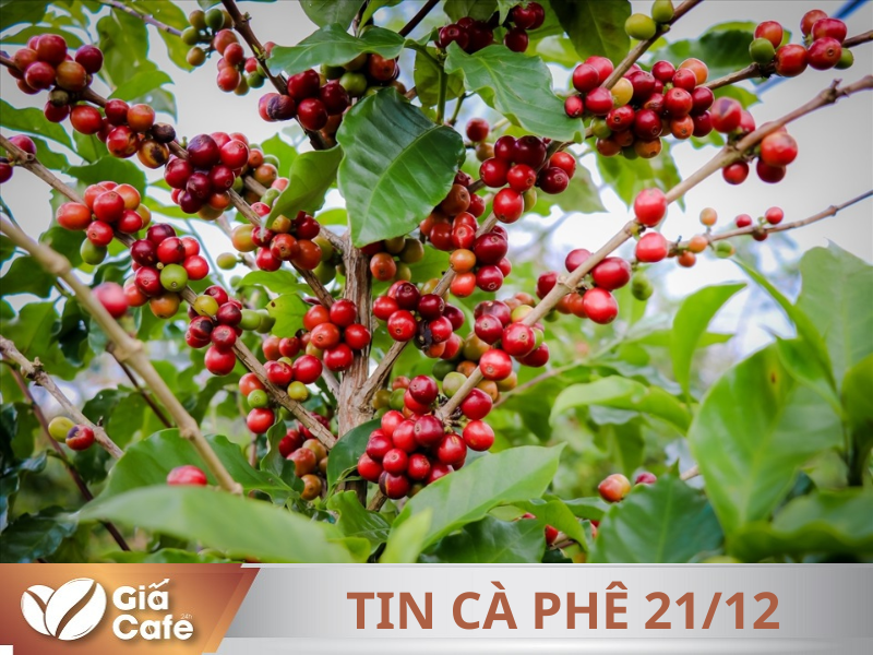 Tin c&agrave; ph&ecirc; 21/12/2024