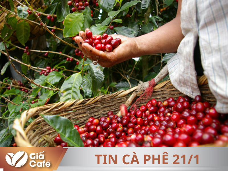 Tin c&agrave; ph&ecirc; 22/1/2025