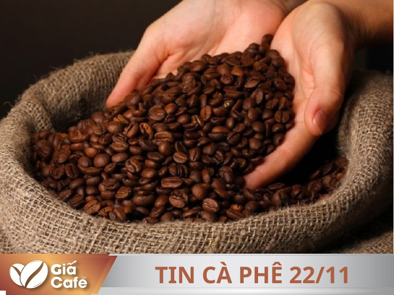 Tin c&agrave; ph&ecirc; 22/11/2024