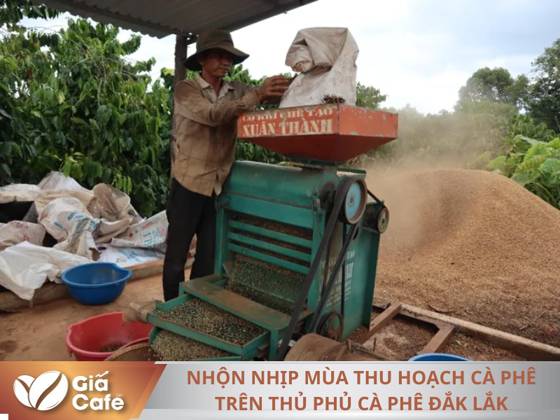 Nhộn nhịp mùa thu hoạch cà phê trên thủ phủ cà phê Đắk Lắk