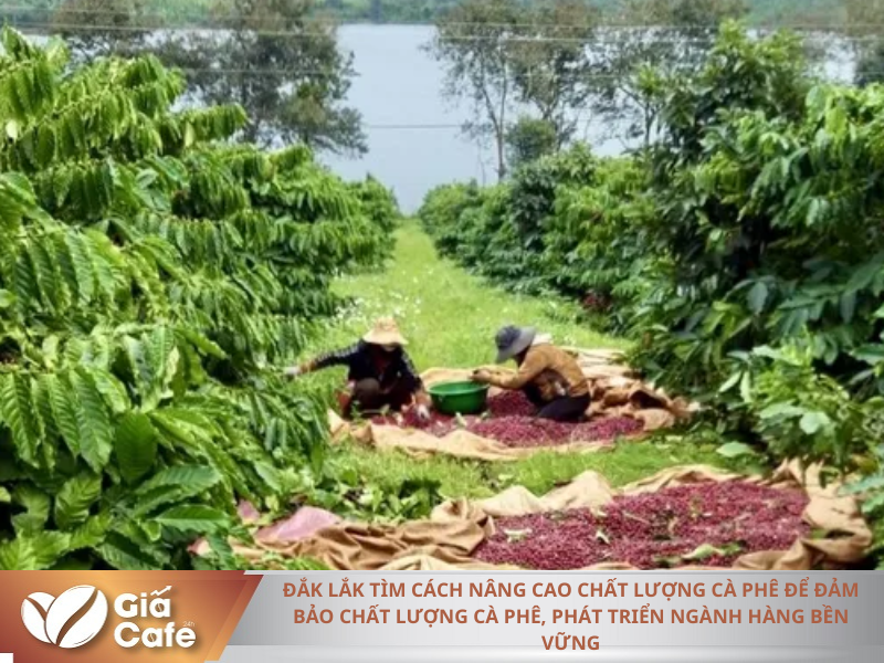 H&aacute;i c&agrave; ph&ecirc; đạt độ ch&iacute;n l&agrave; một trong những yếu tố quan trọng, quyết định năng suất, chất lượng của c&agrave; ph&ecirc; Đắk Lắk