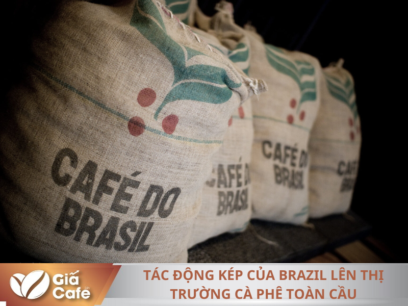 Tác động kép của Brazil lên thị trường cà phê toàn cầu