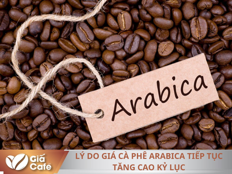Hợp đồng Arabica kỳ hạn th&aacute;ng 3/2025 đạt mức cao kỷ lục