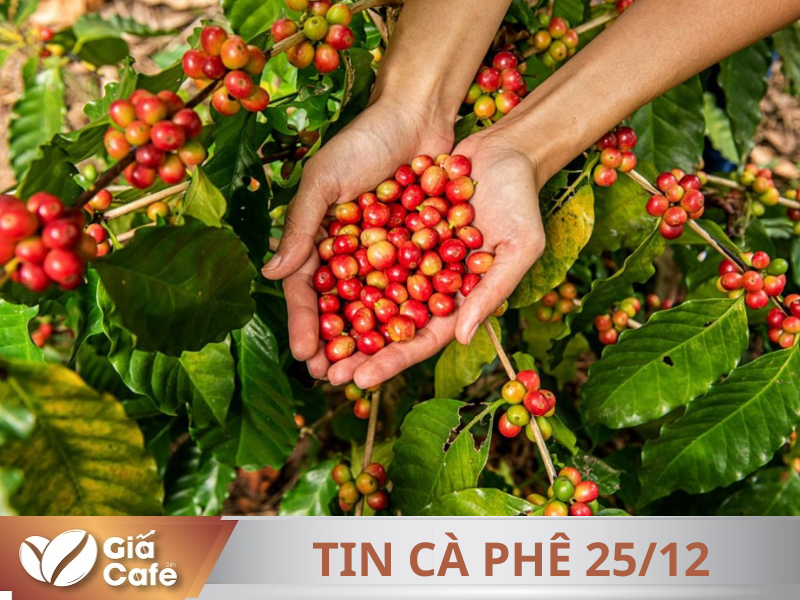 Tin cà phê 25/12/2024