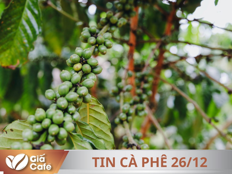 Tin c&agrave; ph&ecirc; 26/12/2024