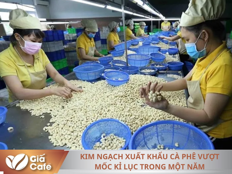 Kim ngạch xuất khẩu c&agrave; ph&ecirc; vượt mốc kỉ lục trong một năm