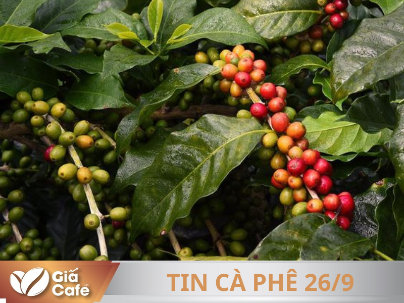 Tin c&agrave; ph&ecirc; 26/9