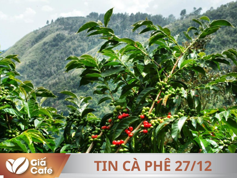 Tin c&agrave; ph&ecirc; 27/12/2024