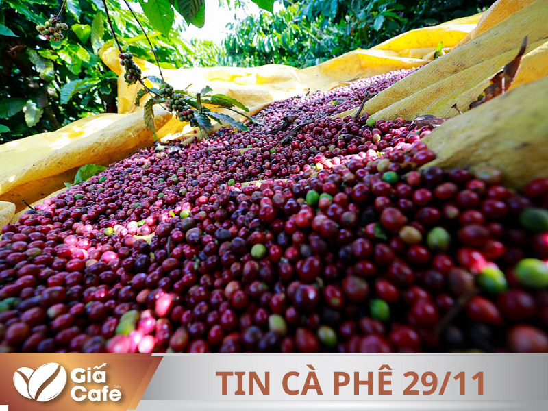 Tin c&agrave; ph&ecirc;