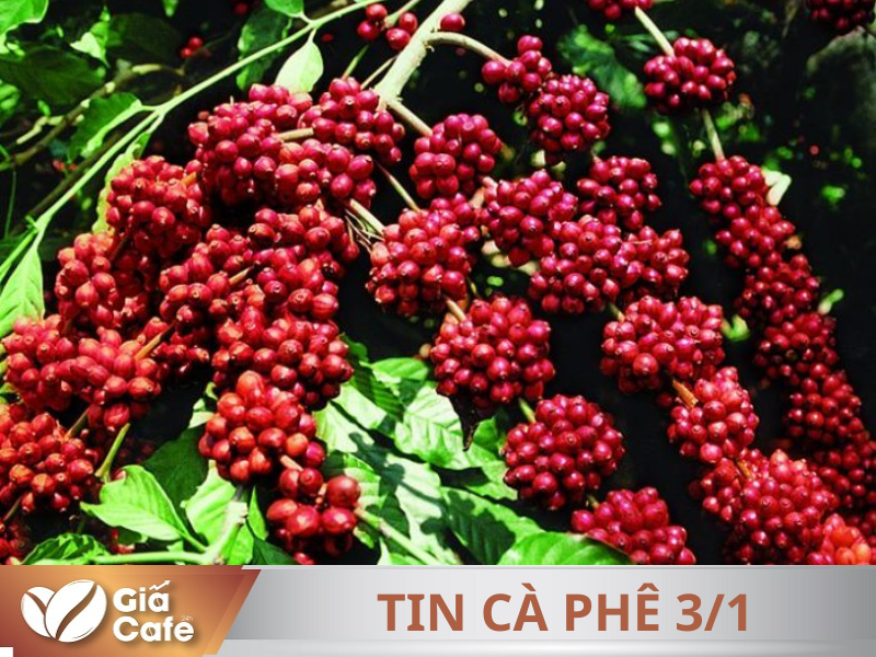 Tin c&agrave; ph&ecirc; 03/01/2025