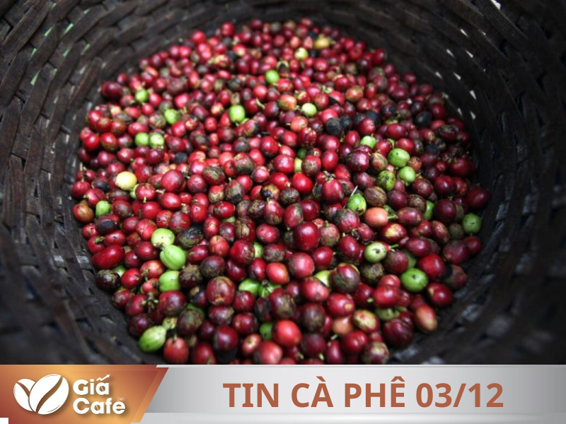 Tin c&agrave; ph&ecirc; 3/12/2024