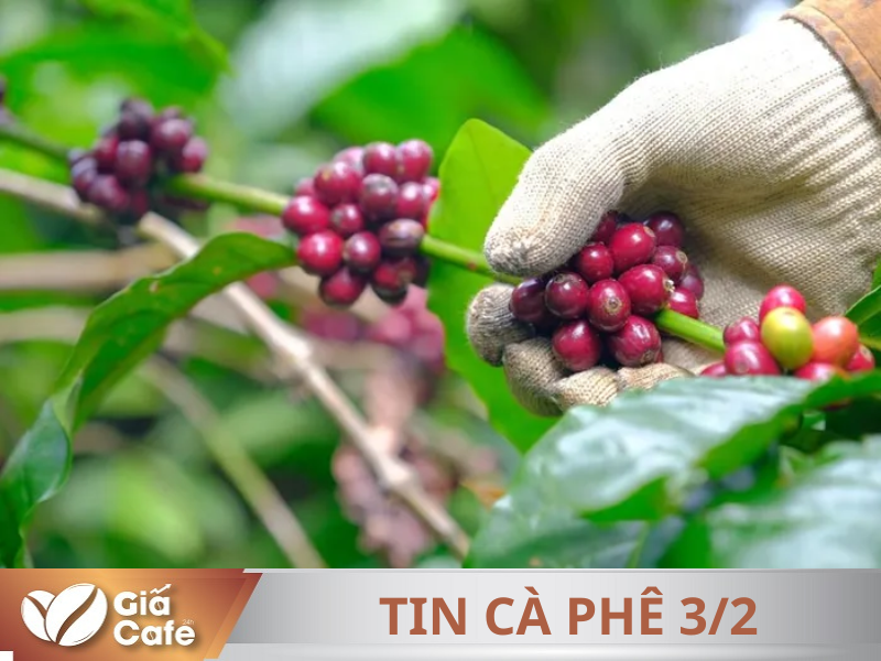 Tin c&agrave; ph&ecirc; 3/2/2025