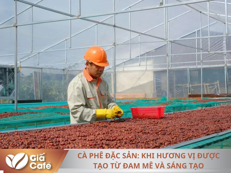 Những hạt c&agrave; ph&ecirc; kh&ocirc;ng đảm bảo chất lượng sẽ tiếp tục bị loại trong qu&aacute; tr&igrave;nh phơi