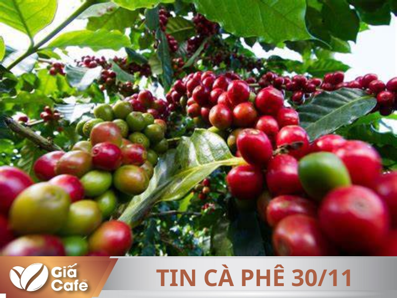 Tin c&agrave; ph&ecirc; 30/11/2025