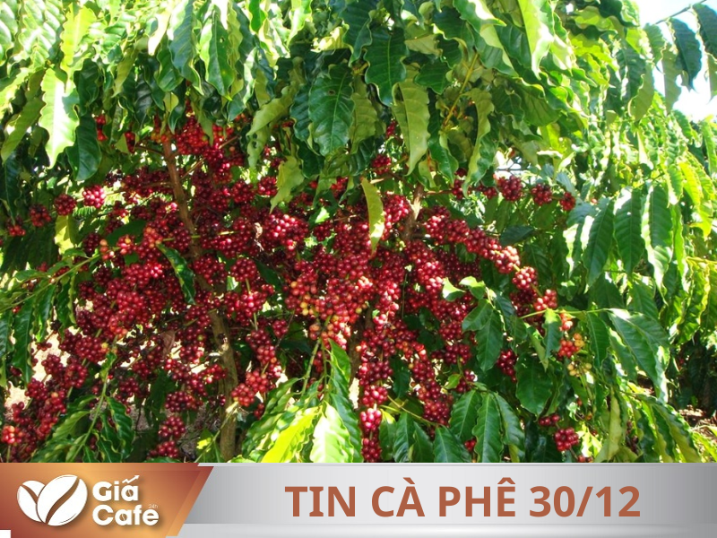 Tin c&agrave; ph&ecirc; 30/12/2024