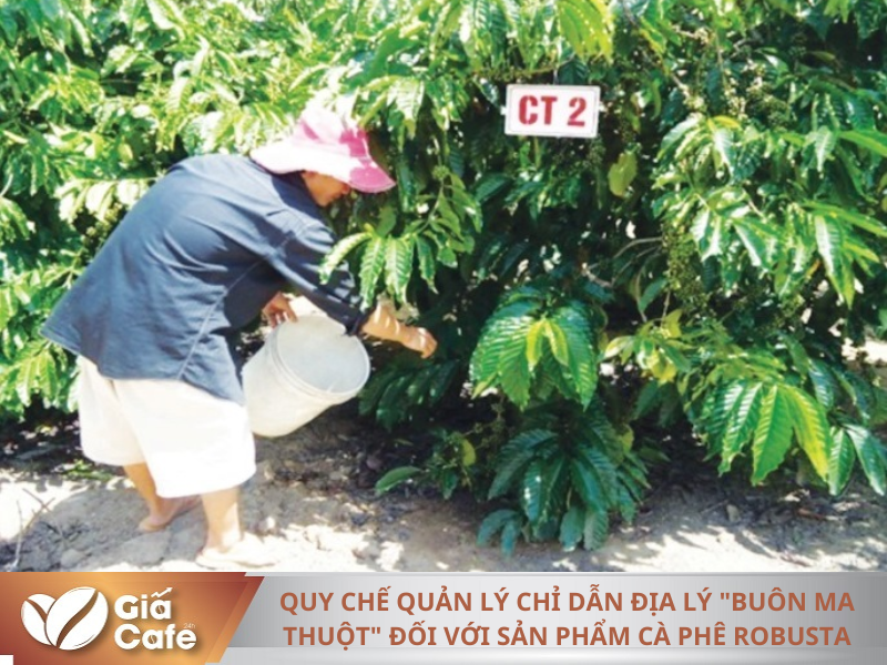 Quy chế quản l&yacute; chỉ dẫn địa l&yacute; 