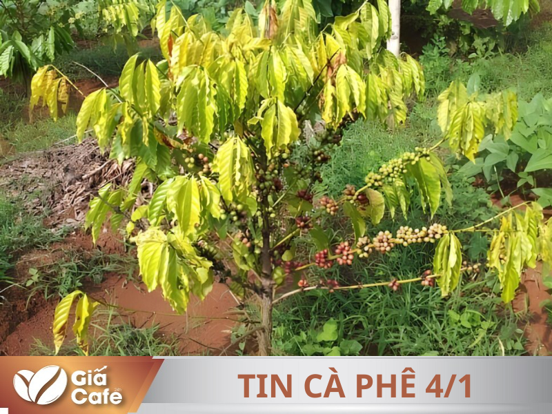 Tin c&agrave; ph&ecirc; 04/01/2025
