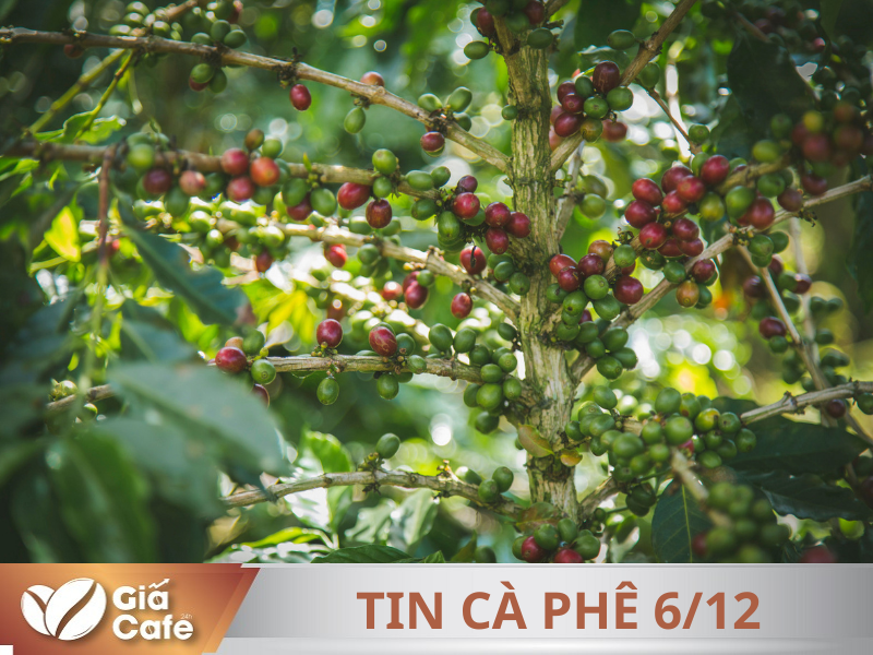 Thị trường c&agrave; ph&ecirc; trước giờ mở cửa 6/12/2024