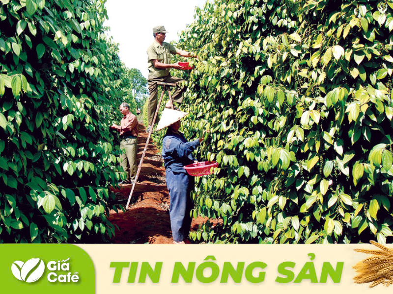 Gi&aacute; hồ ti&ecirc;u 23/12/2024: T&iacute;n hiệu t&iacute;ch cực cho ng&agrave;nh hồ ti&ecirc;u Việt Nam