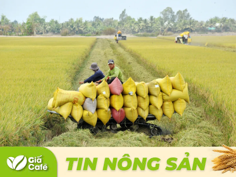 Gi&aacute; l&uacute;a gạo 20/12/2024: Giao dịch trầm lắng, gi&aacute; giảm nhẹ