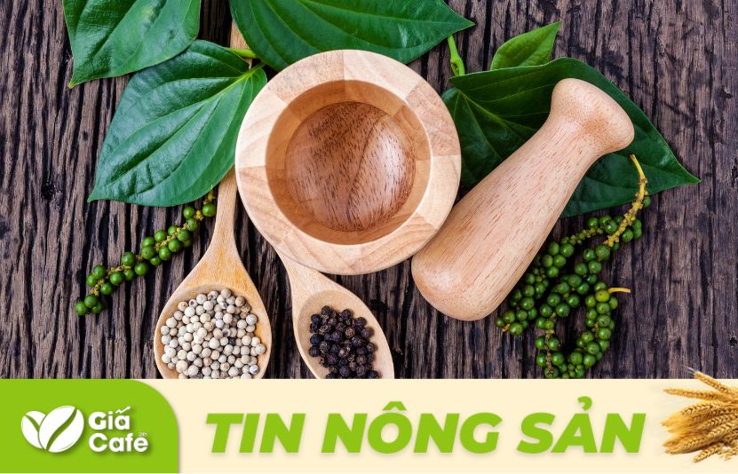 gi&aacute; hồ ti&ecirc;u h&ocirc;m nay ng&agrave;y 25/1/2025