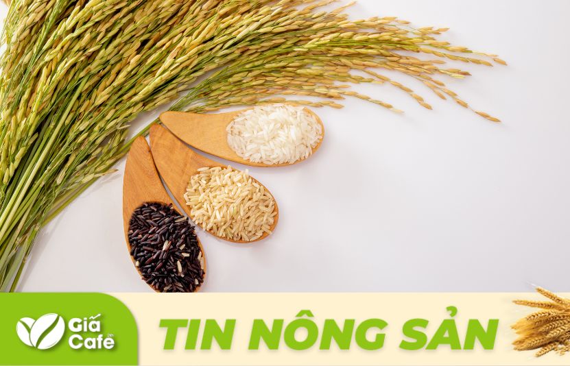gi&aacute; l&uacute;a gạo h&ocirc;m nay ng&agrave;y 1/2/2025