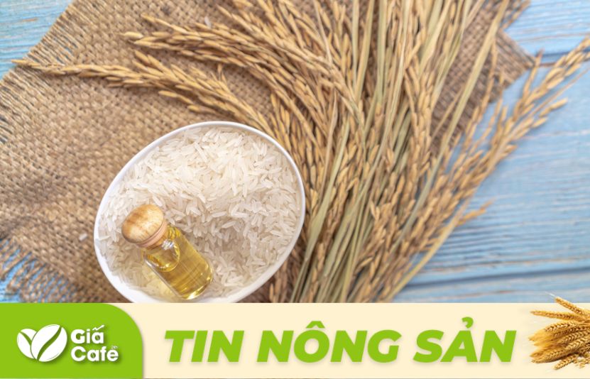 gi&aacute; l&uacute;a gạo h&ocirc;m nay, 3/2/2025