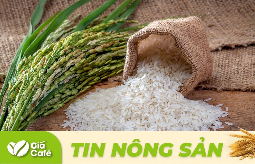 gi&aacute; l&uacute;a gạo h&ocirc;m nay ng&agrave;y 30/1/2025