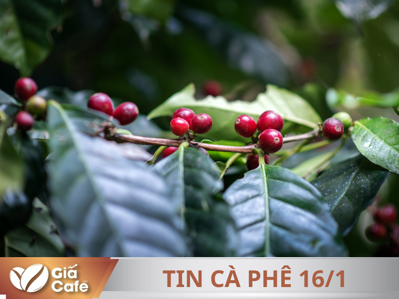 Tin c&agrave; ph&ecirc; 16/1/2025