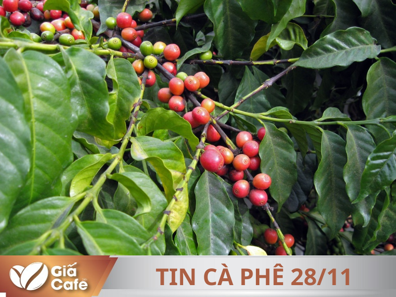 Tin cà phê