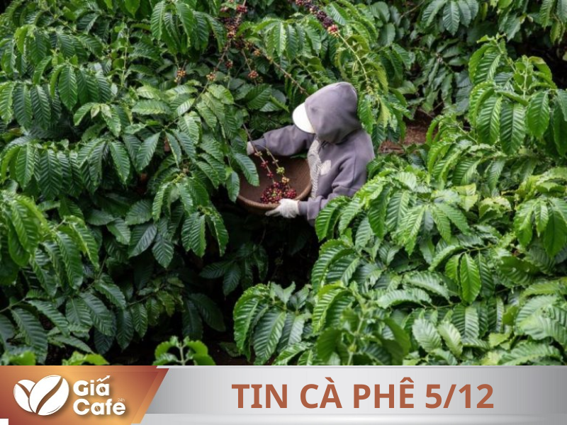 Tin c&agrave; ph&ecirc; 5/12/2024